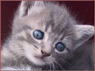 Chatons à adopter
