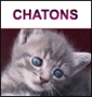 nouveaux chatons à l'adoption sur Paris et banlieue