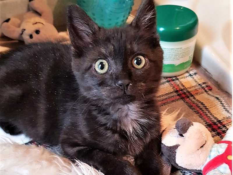 Adoption Confirmee Pour Aglae Chaton Debrouillarde Femelle Black Smoke 2 Mois