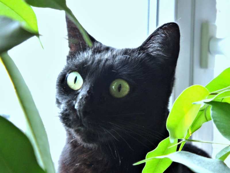 Adorable Chat Noir A Adopter Avec Notre Association Myrtille A 2 Ans