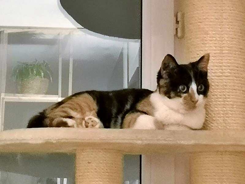 Jeune Chat Tricolore Sidonie Est En Cours D Adoption