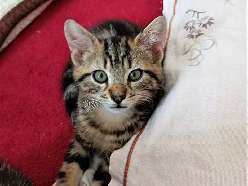 Chaton Tigre 3 Mois Ti Loup A Trouve Sa Famille D Adoption Adoption Chatons Et Chats Paris 93 Ile De France