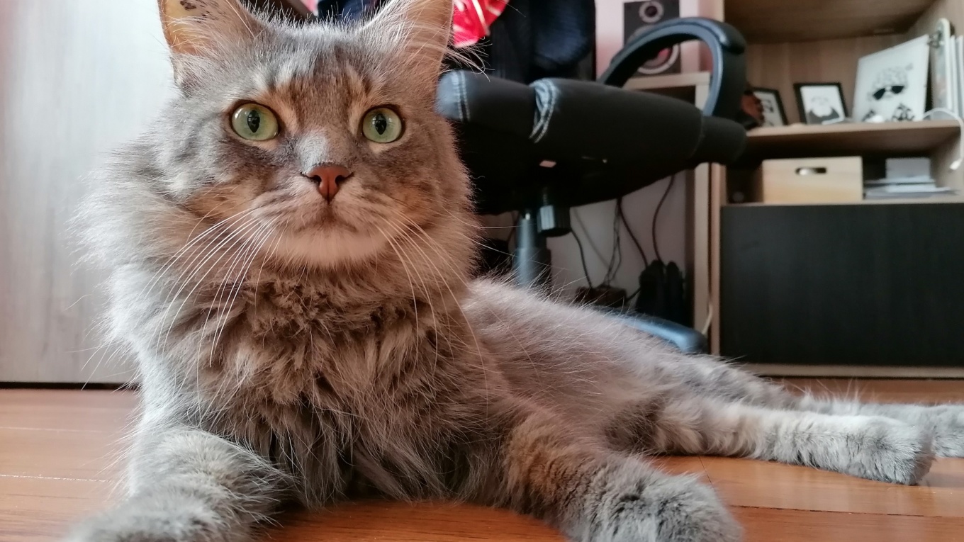 Chat,adoption.com