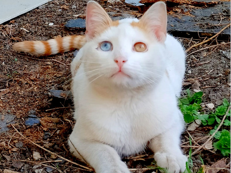 Adoption Confirmee Pour Verone Chat Blanc Et Roux Et Un Style Unique Au Monde Edc Drancy