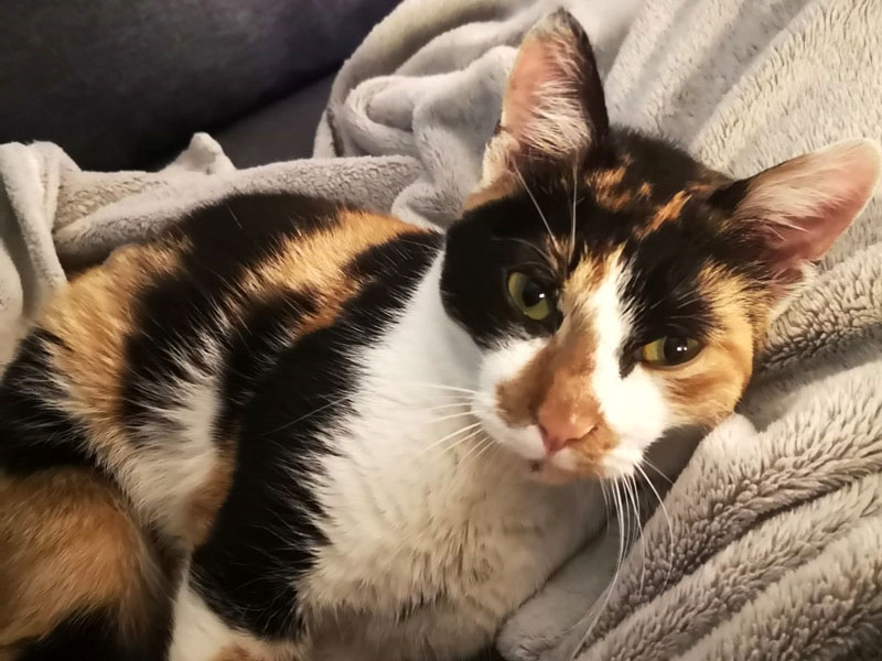 Secotine Chat Femelle Tricolore Caline Joueuse Et Sympa A Trouve Une Famille Ecole Du Chat De Drancy