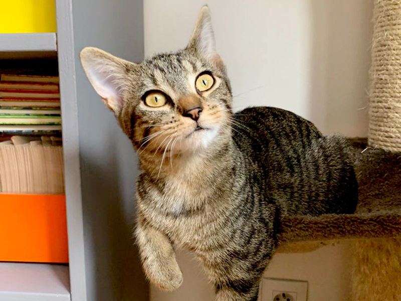Adoption En Cours Pour Salsa Chaton Tigree 5 Mois Chaton Cool Et Super Prete A Jouer Qui A Trouve Son Bonheur Donc Adoption Chatons Paris Association