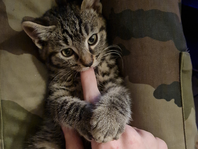 Reservation Confirmee Pour Chaton Rumba Tigre 3 Mois En Cours D Adoption O Adoption Chatons Et Chats Paris 93 Ile De France
