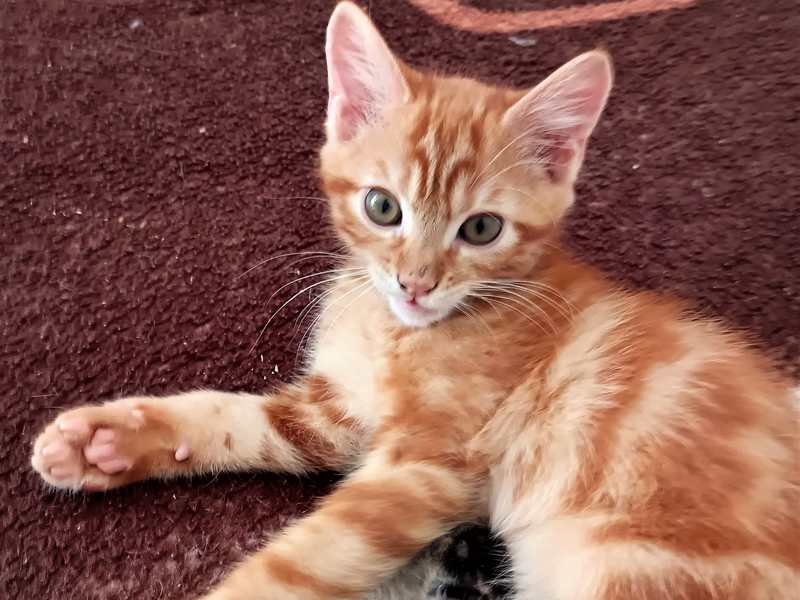 Adoption Chat Roux Adoption Chatons Et Chats Paris 93 Ile De France