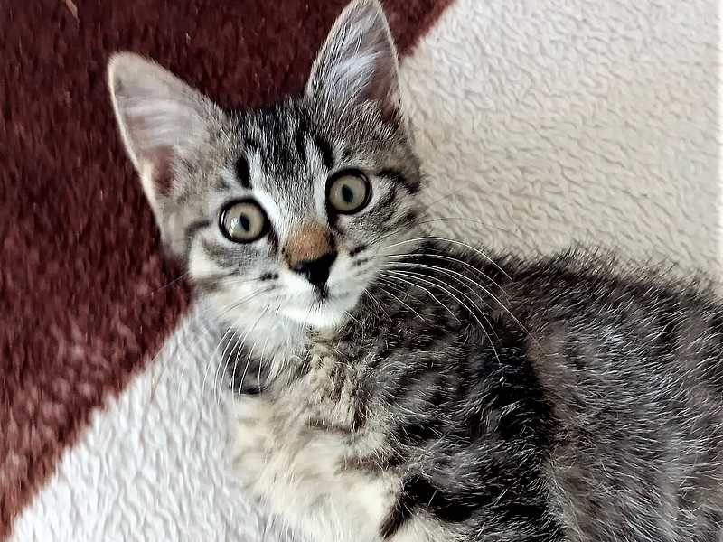 Adoption Chatons Et Chats Paris 93 Ile De France Chatons Et Jeunes Chats A Adopter Sur Paris Avec Notre Association