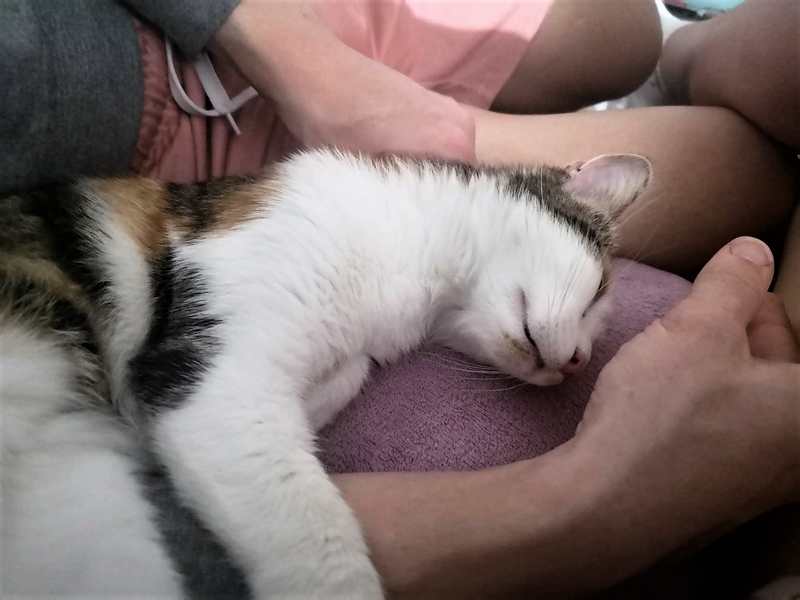 calinechattetricoloreadoptionparis02 chatons à adopter Paris, 93, Ile de France