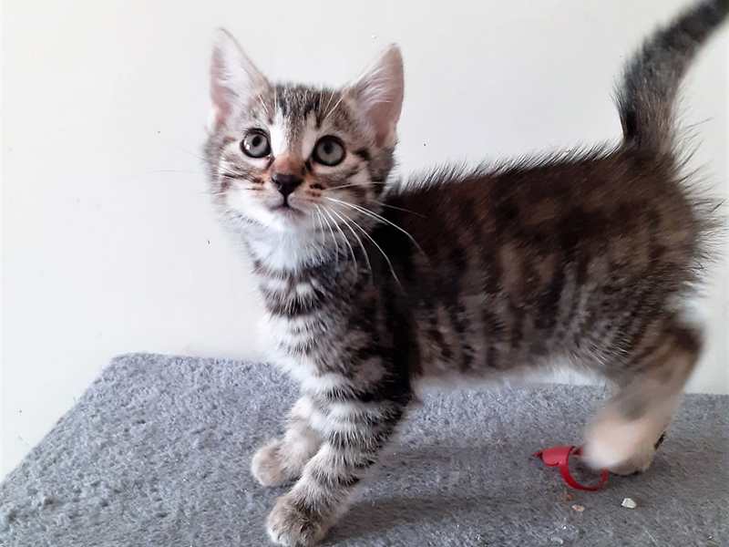 VERAChatonfemelletigréeadoption chatons à adopter Paris, 93, Ile de France